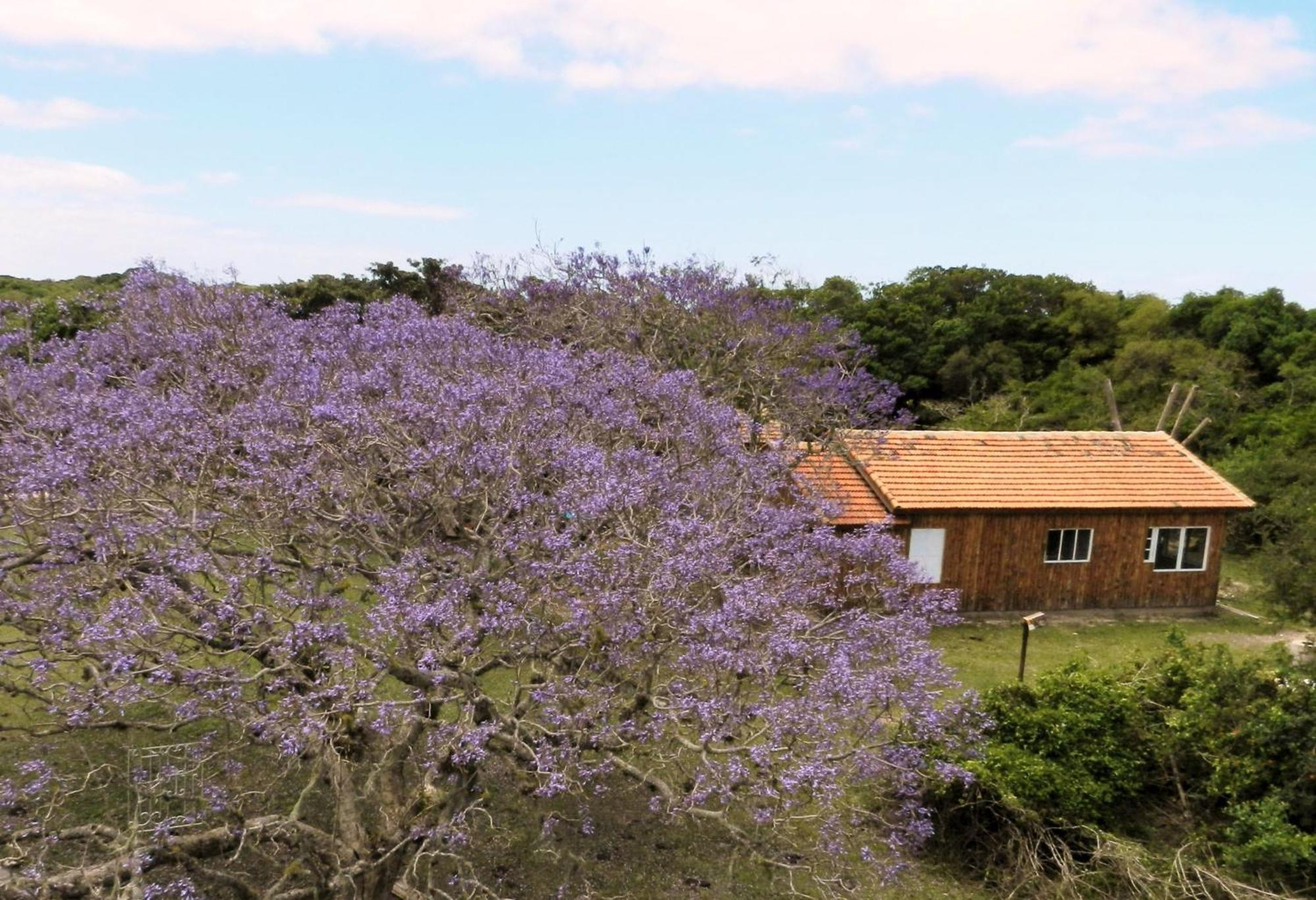 Aldeia Santuario Das Aves Tavares Rum bild